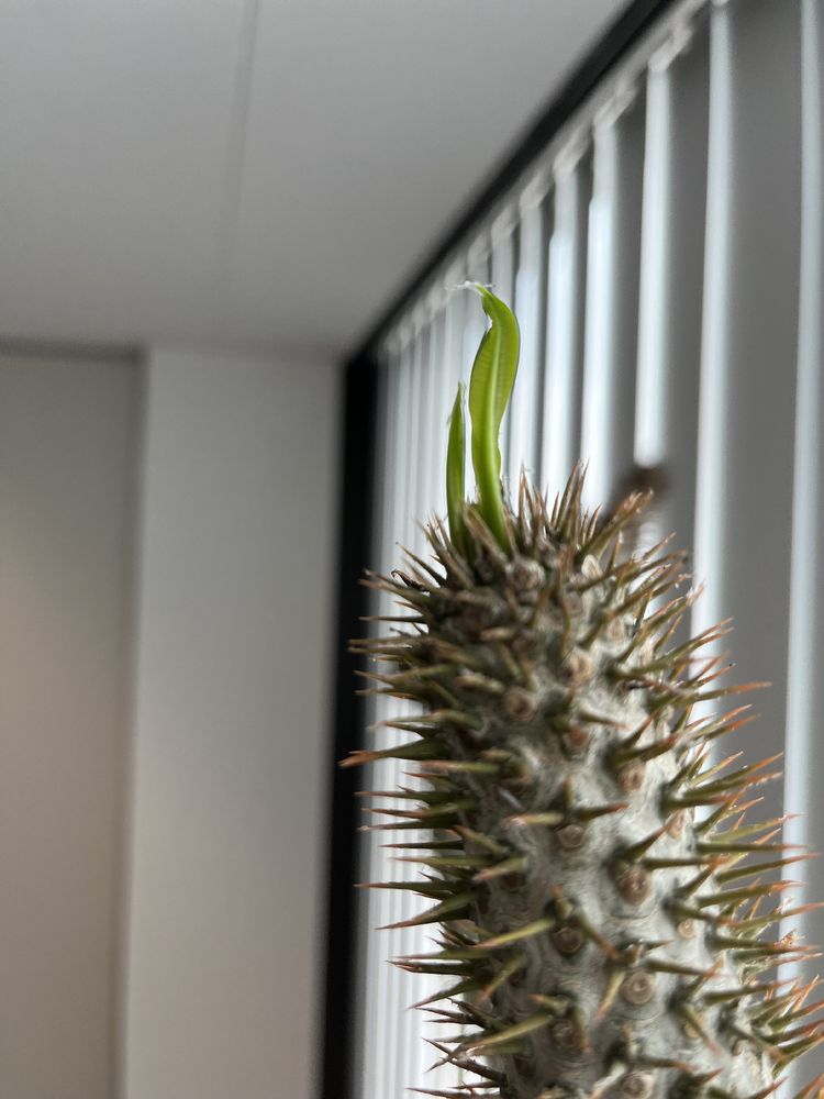 Spitze einer Madagaskarpalme. Sie ist kahl und stachelig bis auf ein zartes, hellgrünes Blättchen ganz oben. 