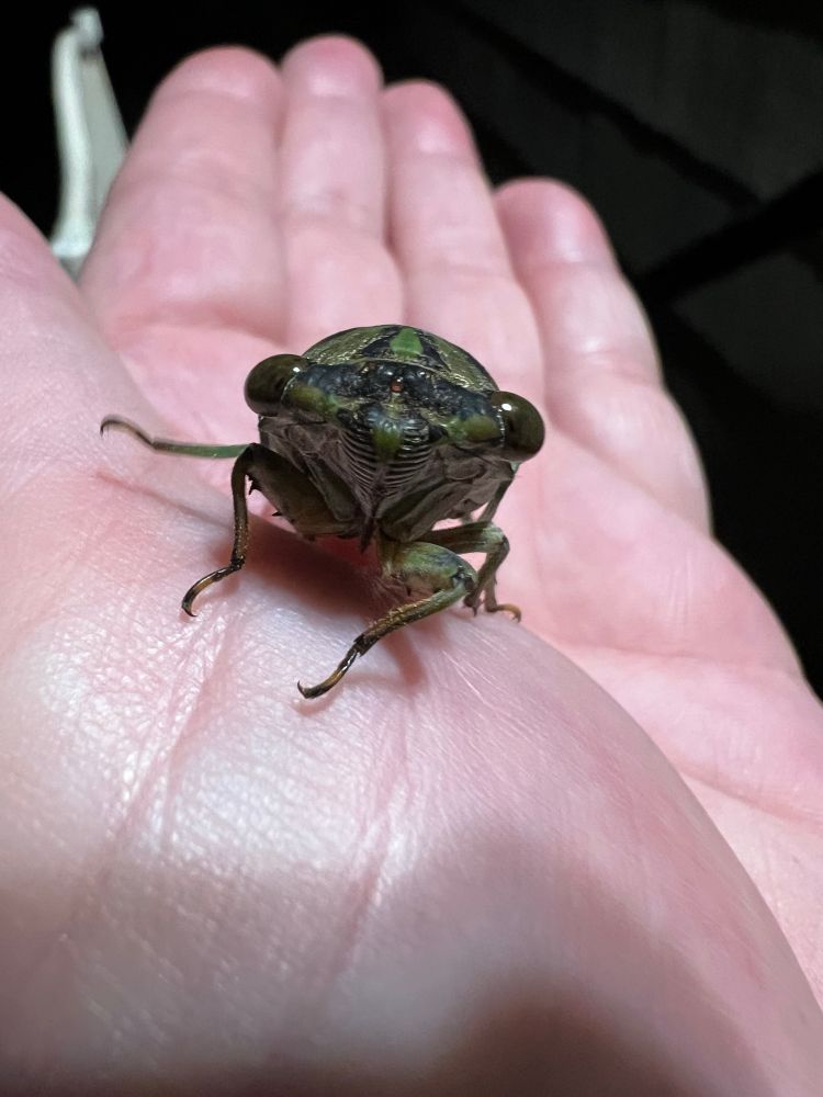 Cicada perched on human hand, facing camera with large wide set eyes. 