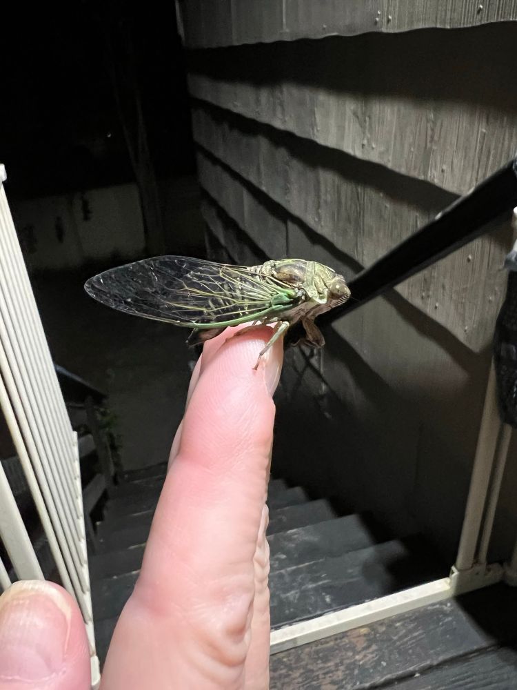 Cicada perched on fingertip, showing off its wing length 