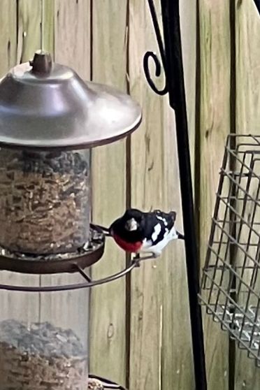 A male rose breasted grosbeak on a feeder in Virginia Beach April 26 2025. Not a great picture but clear enough to ID. 