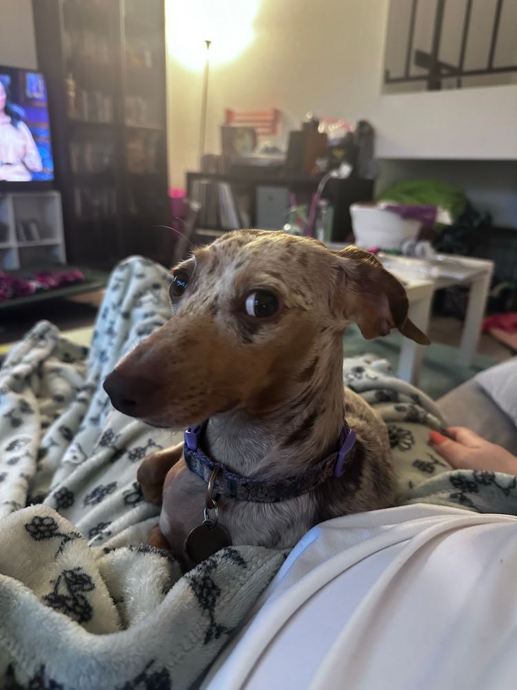 The lizard murderer herself. A mini short haired dachshund sitting on my lap. You can see one ear is flipped backwards/sideways and she is sort of side eyeing the camera. She is beige with a tan snoot and brown spots. 