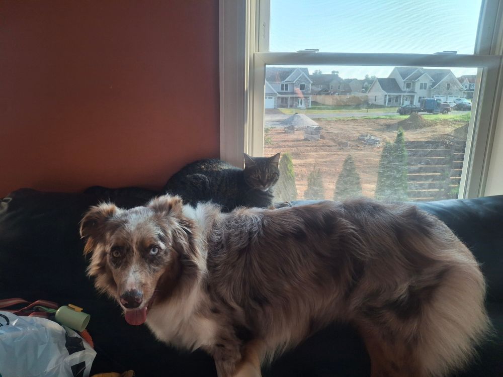 An Australian shepherd stands on a black couch looking at the camera with a tabby cat lying on the back of the couch behind him. She also looks at the camera but faces the opposite direction