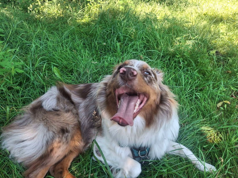 A happy Australian Shepherd grins at the camera while lying in the grass