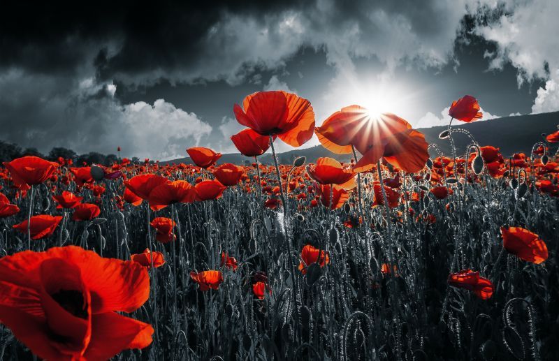 Français :
L’image montre un vaste champ de coquelicots rouges éclatants sous un ciel sombre et orageux. Les fleurs, d’un rouge vif, contrastent fortement avec les tons gris et noirs du paysage environnant. Le soleil perce entre les nuages à l’horizon, projetant un rayon lumineux qui illumine certaines fleurs au premier plan. Les coquelicots, aux pétales ouverts et délicats, semblent danser doucement dans la lumière. L’atmosphère est à la fois dramatique et paisible — un moment suspendu entre la tempête et la sérénité, entre l’ombre et la lumière.

English:
The image shows a vast field of bright red poppies beneath a dark, stormy sky. The vivid red flowers stand out sharply against the gray and black tones of the surrounding landscape. The sun breaks through the clouds on the horizon, casting a beam of light that illuminates some of the poppies in the foreground. Their open, delicate petals appear to sway gently in the light. The overall mood is both dramatic and peaceful — a suspended moment between storm and calm, between shadow and light.