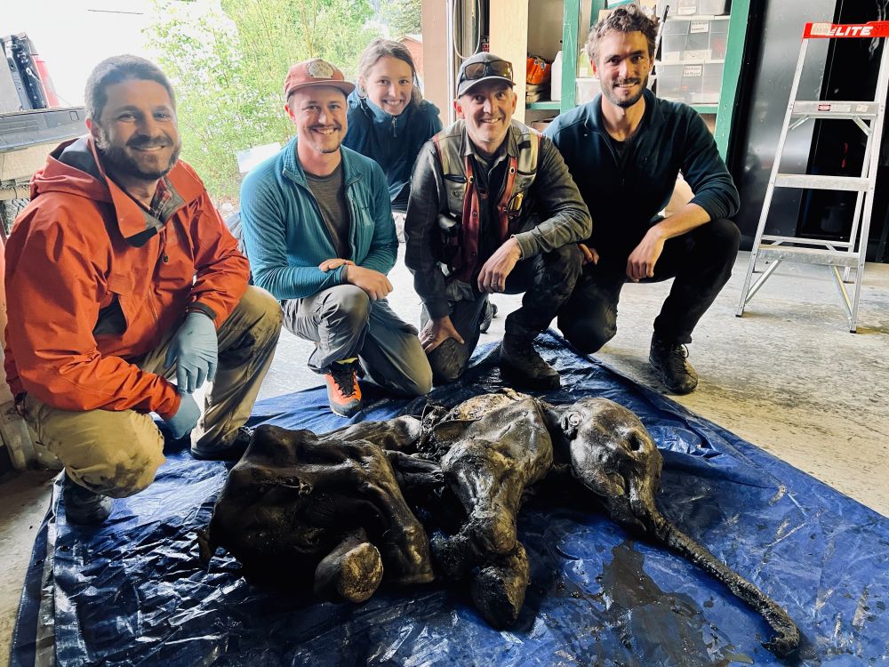 Group of scientists with a baby woolly mammoth