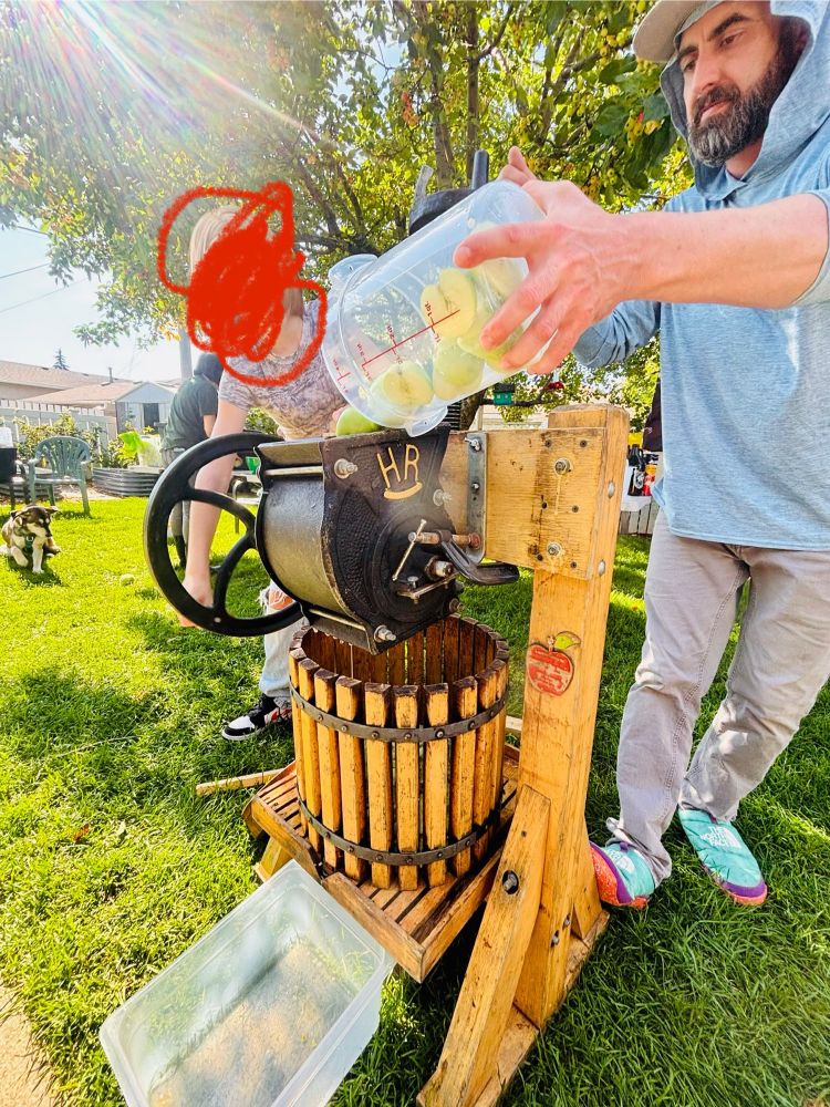 A bearded hipster man pouring apples into a cider press 