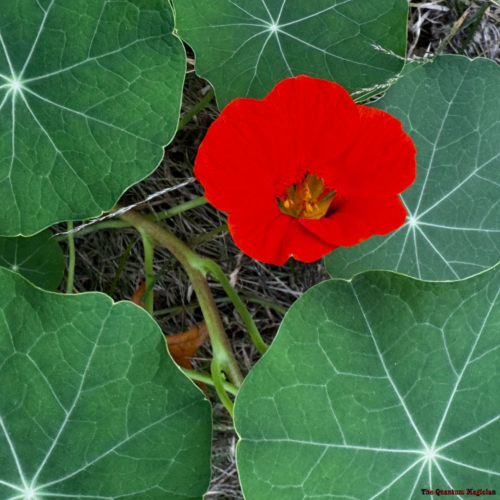 A single red nasturtium blossom tucked in the upper right corner of the image amid a collection of its own leaves.