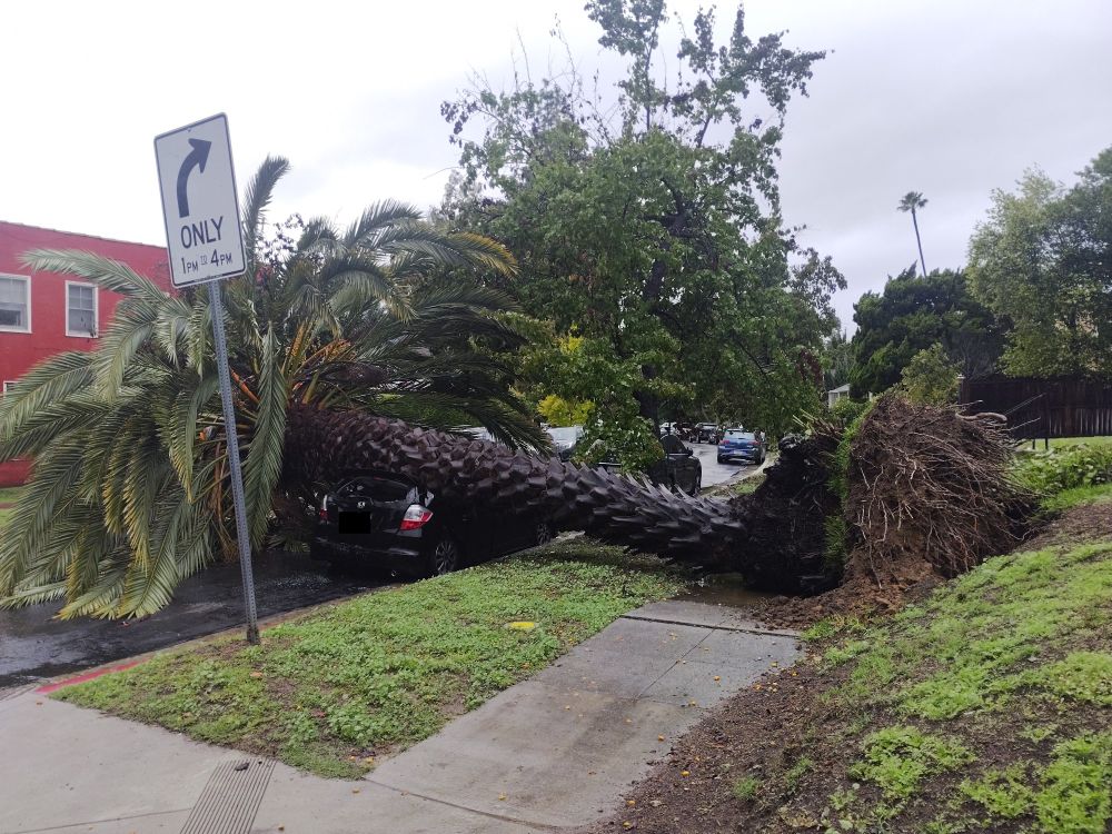 Another view from the side walk of the tree laying on the car it has crushed the roof. You can clearly see the roots of the tree now exposed in the air 