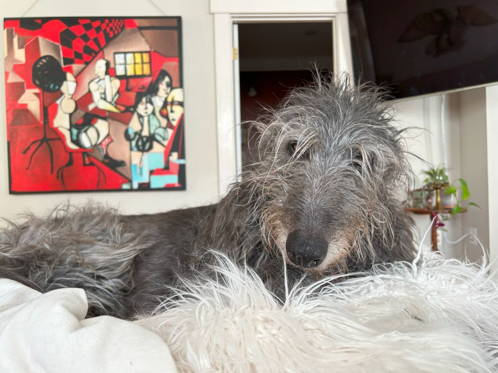 A Scottish Deerhound in his natural habitat, a comfortable bed.