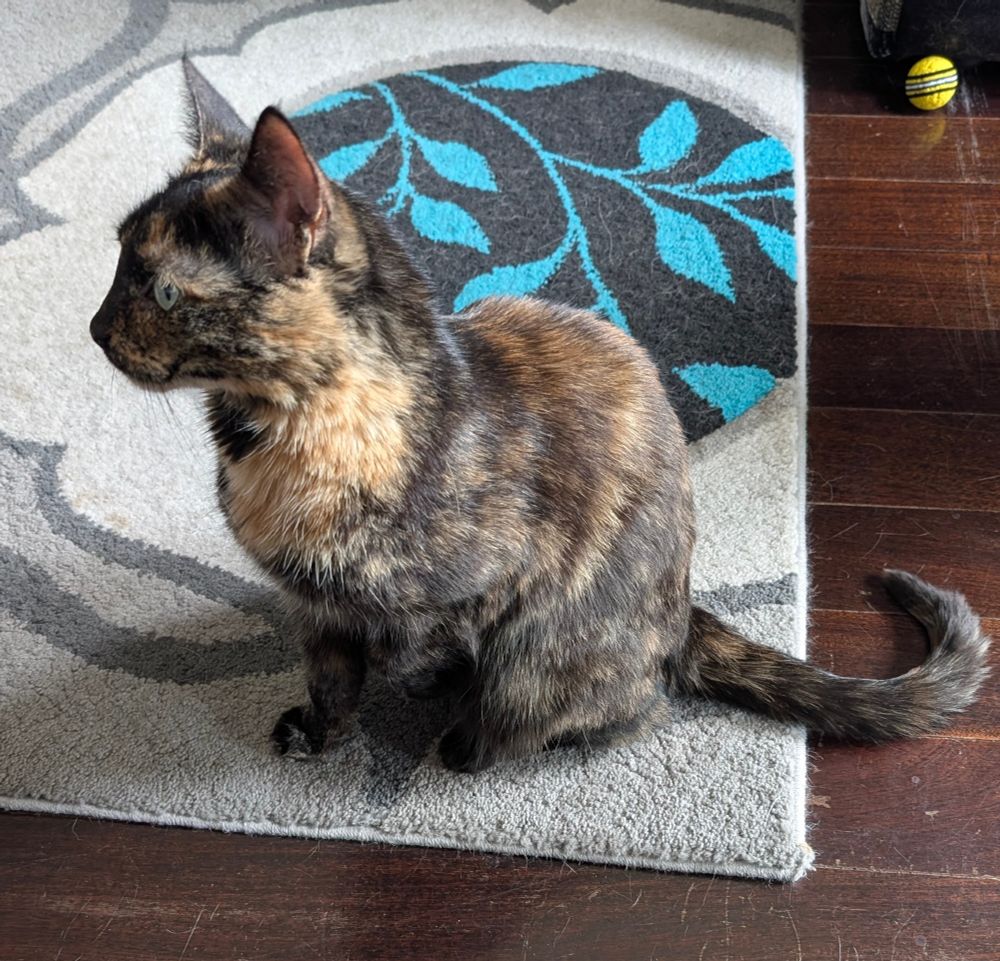 Luna the tortoise shell cat being perfectly cat shaped. 