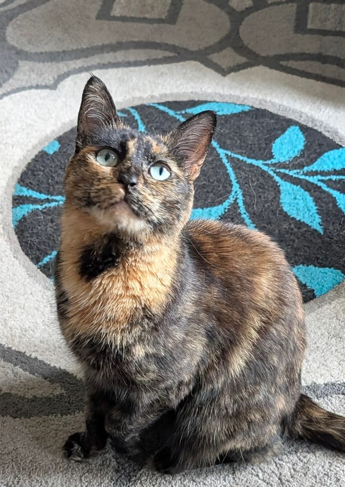 Luna the tortoise shell cat being perfectly cat shaped. 