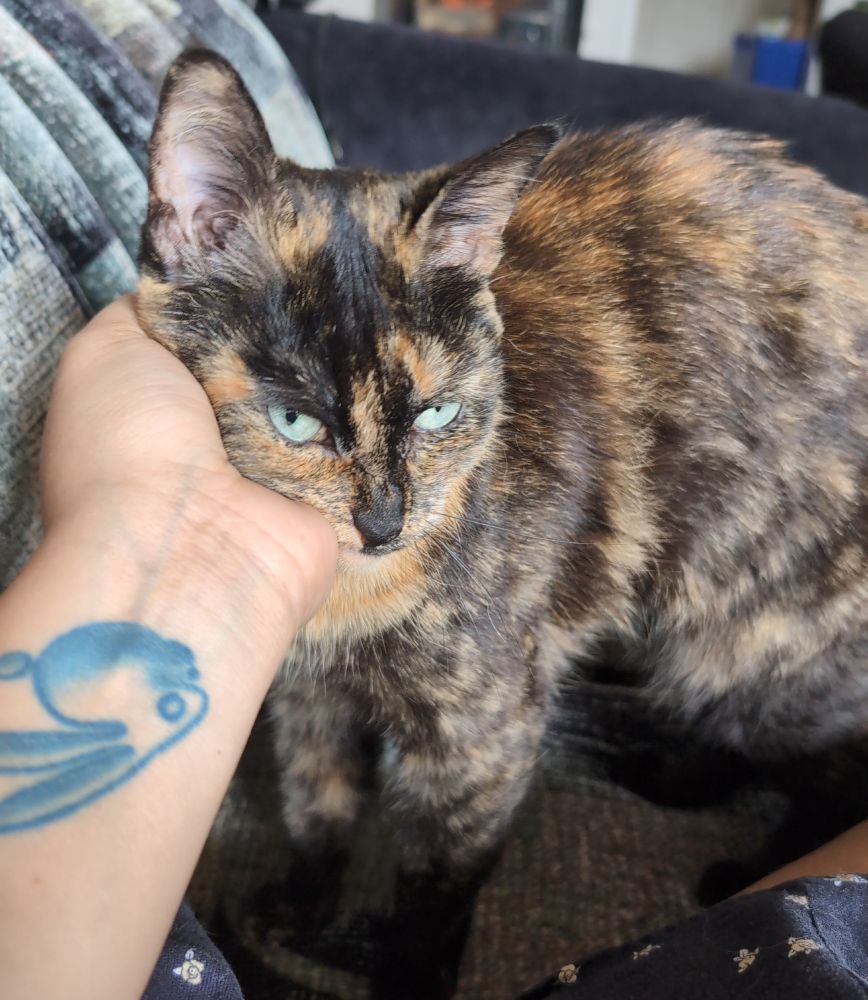 Luna the tortoise shell cat getting face scritches. 