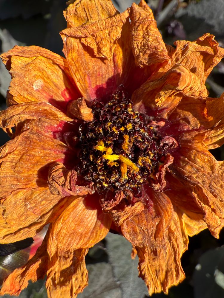 Eine vertrocknete orangene Blume in der Sonne.