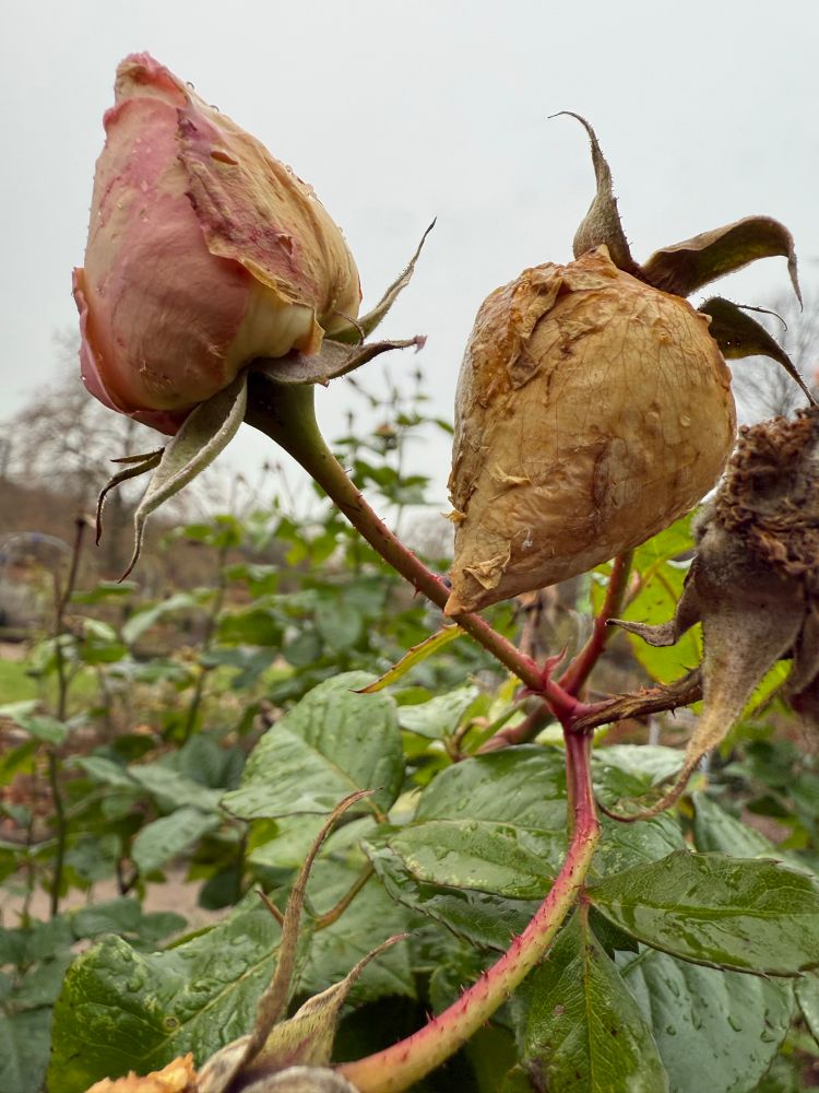 Zwei geschlossene Rosenblüten, Spätherbst, Regen, grauer Himmel, grüne Blätter.
