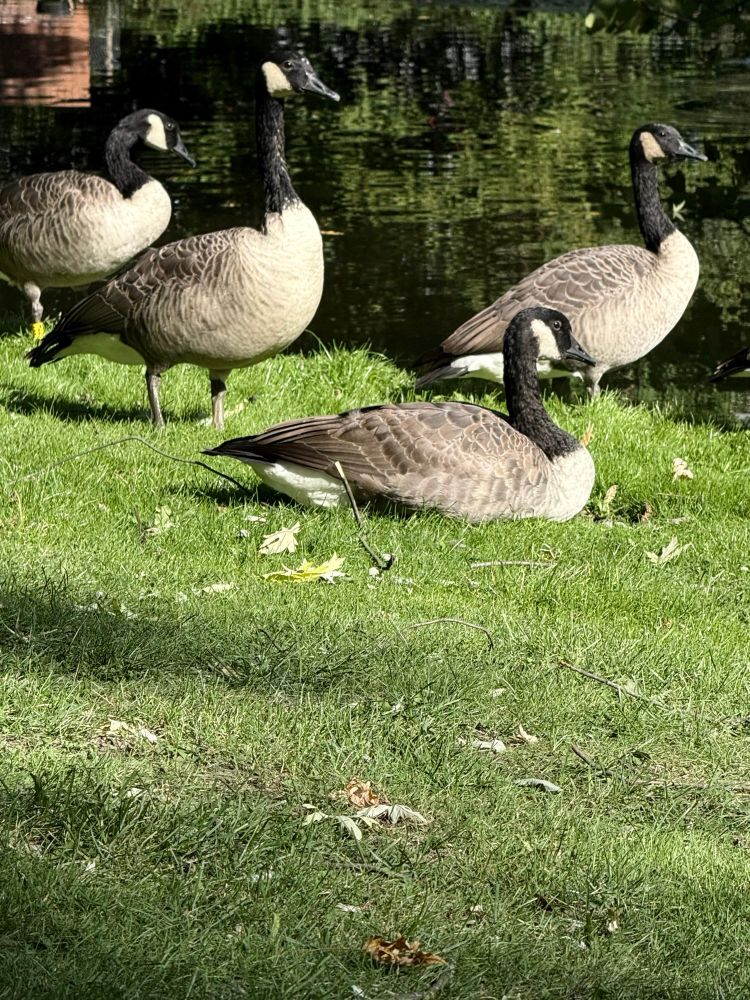 Eine Gang aus 4 Kanadagänsen chillt auf einer Wiese am See im Park, sonnige Atmosphäre.