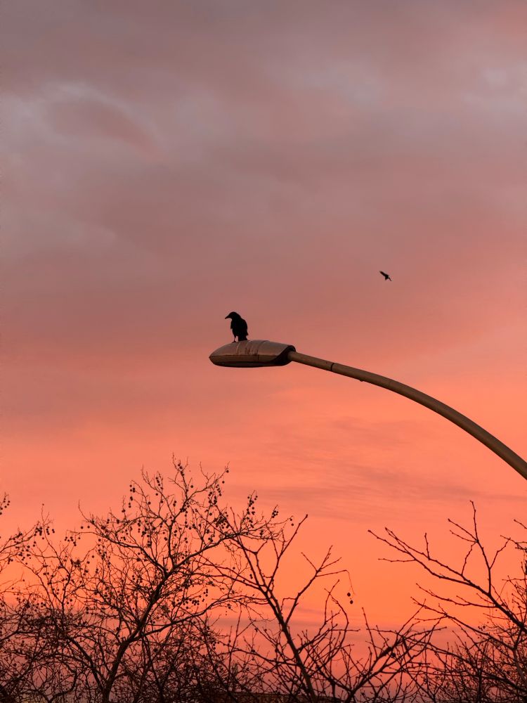 Sehr schönes Morgenrot am Himmel, lila-orange leuchtende Wolken. Davor silhouettenartig eine Krähe auf gebogener Straßenlaterne und einige kahle Äste.