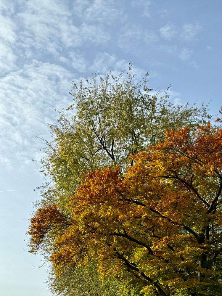 Herbstlicher Baum, die Blätter in der Sonne wechseln von grün über gelb zu orange und braun, ein paar Wolken am blauen Himmel.