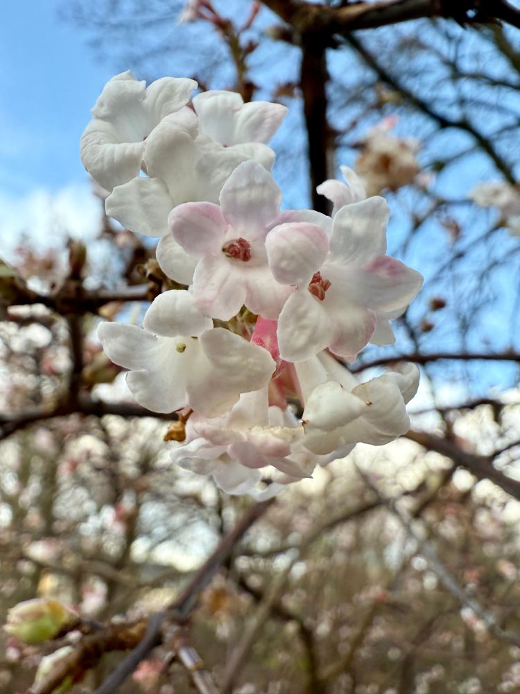 Winzige weiße Blüten an kargen winterlichen Zweigen, wahrscheinlich Schneeball.