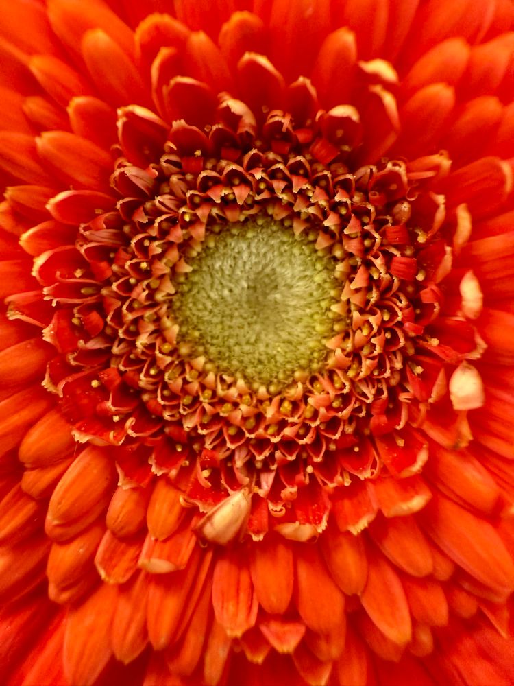 Nahaufnahme einer orangenen Blume mit vielen kleinen Blütenblättern. 