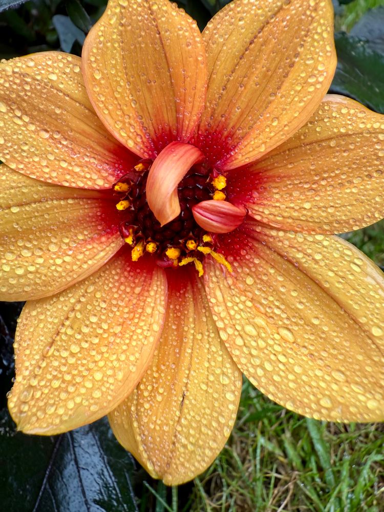 Eine orange Dahlie mit vielen Tau-/Regentropfen auf den Blättern.