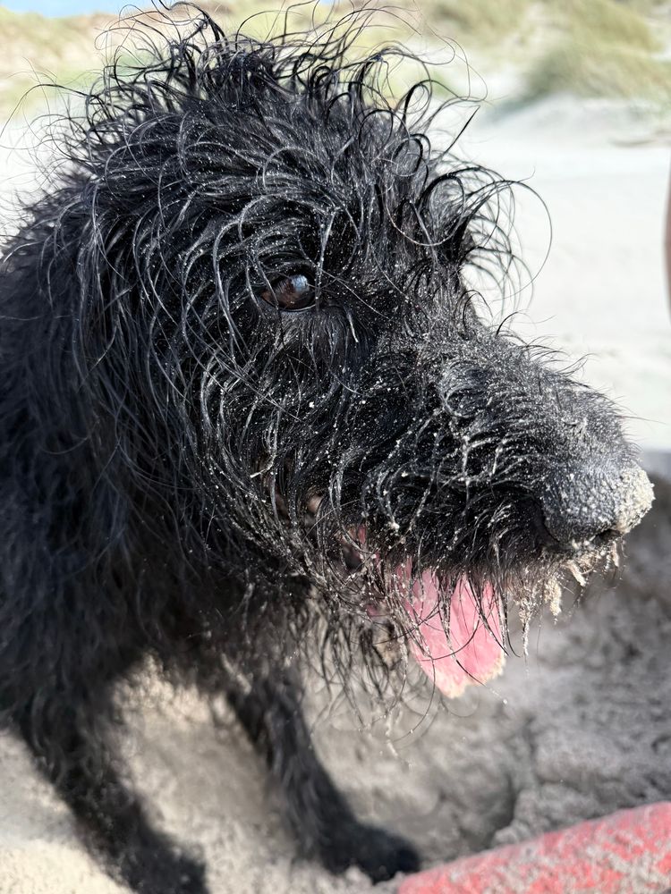 Ein schwarzer Wuschelhund am Sandstrand hat sich mit allen Vieren und Nase ein großes Loch gebuddelt, der Sand paniert sein ganzes Gesicht.