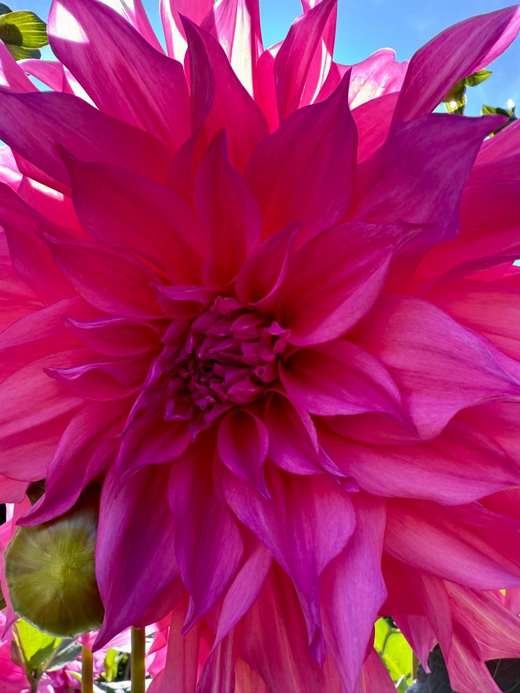 Eine pinkfarbene Dahlie im sonnigen Gegenlicht.