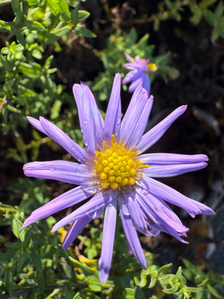 Eine Aster mit sonnengelber Mitte und hell~violetten Blättern