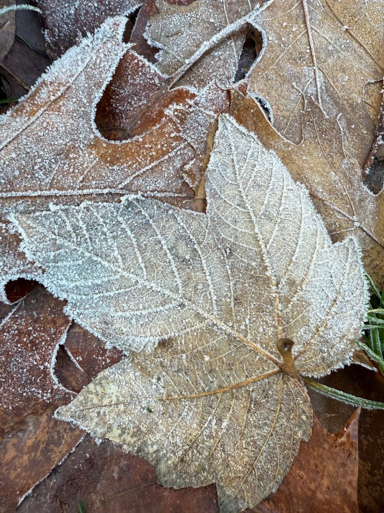 Herbstlich-braune Blätter mit glitzerndem Frost