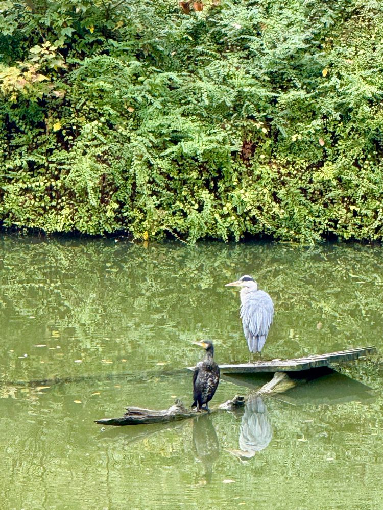 Ein großer grauer und ein kleinerer schwarzer Reiher stehen nebeneinander in einem Parkgewässer, im Hintergrund grüne Pflanzen.