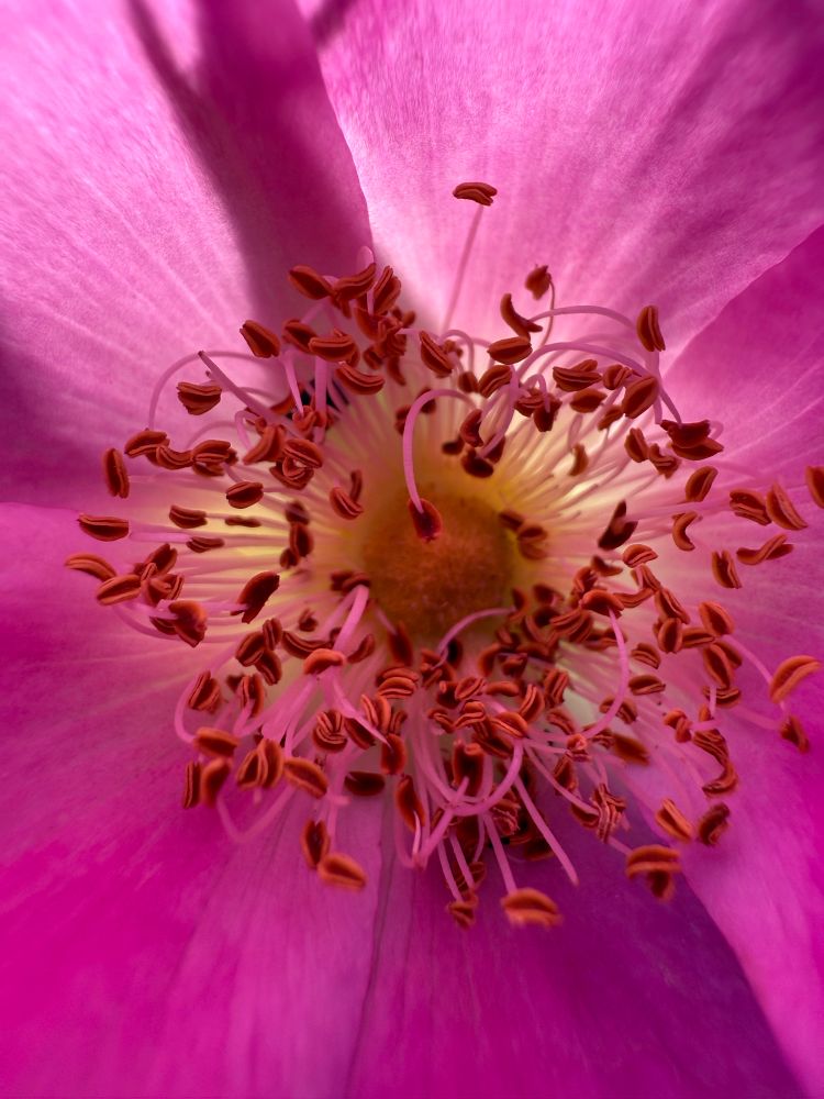 Nahaufnahme in eine pinkfarbene Hagebuttenrose. Die Sonne scheint durch dieleicht transparenten Blätter.