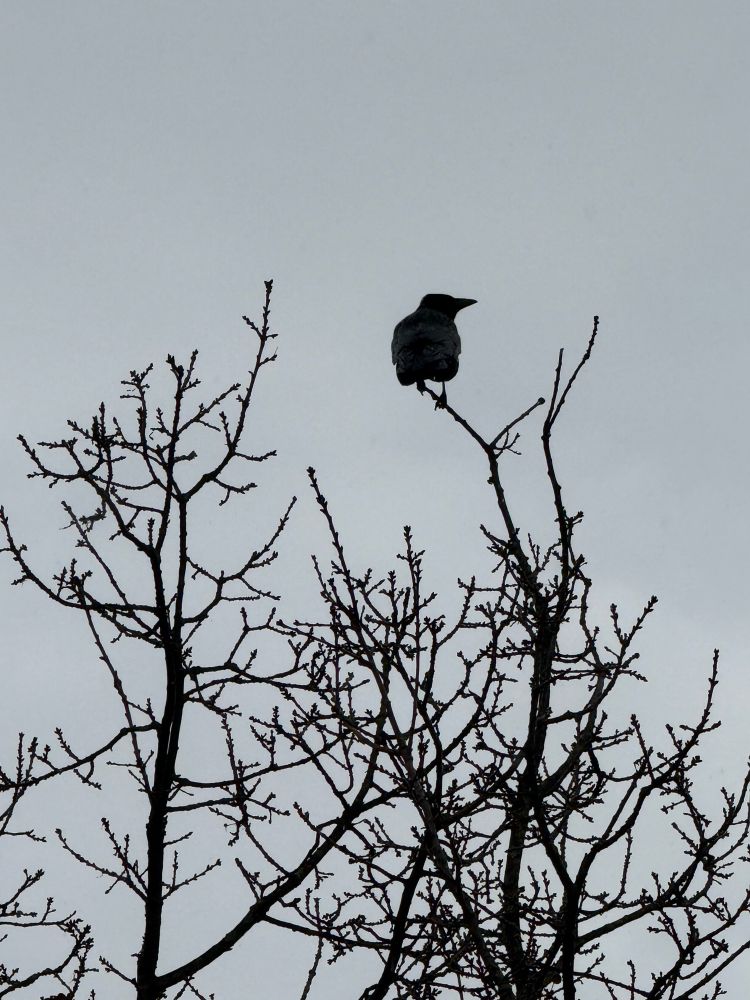 Eine Krähe sitzt auf dem obersten dünnen Ast eines kahlen Baums 