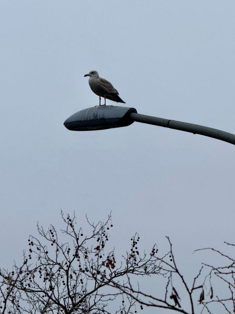 Ein bräunliche Möwe steht auf einer gebogenen Straßenlaterne, von unten ein paar kahle Äste, grauer Himmel.