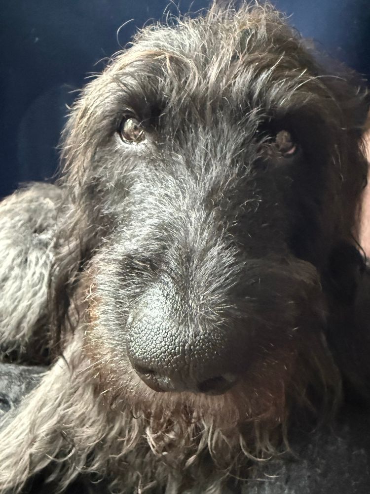 Portrait eines schwarzen, schwitzenden Wuschelhundes, der mit seiner hübschen Nase fragend in die Kamera schaut und gerne eine Abkühlung hätte.