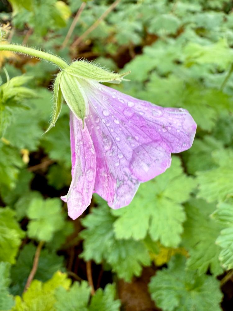 Ein zart-lila Glockenblümchen trotzt Herbst und Regen