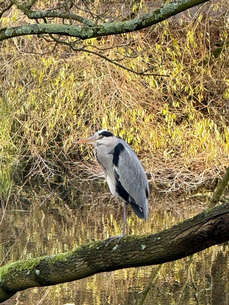Ein Graureiher steht auf einem abgeknickten Baumstamm über einem Gewässer, am Ufer herbstliches Gestrüpp.