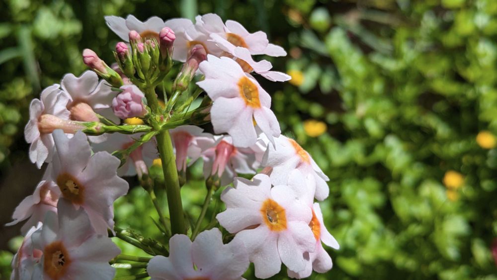 A close-up photograph of Japanese Cowslips, a cluster of white flowers facing up from around a green stem. Some of the flowers are yet to bloom, remaining as pink buds.