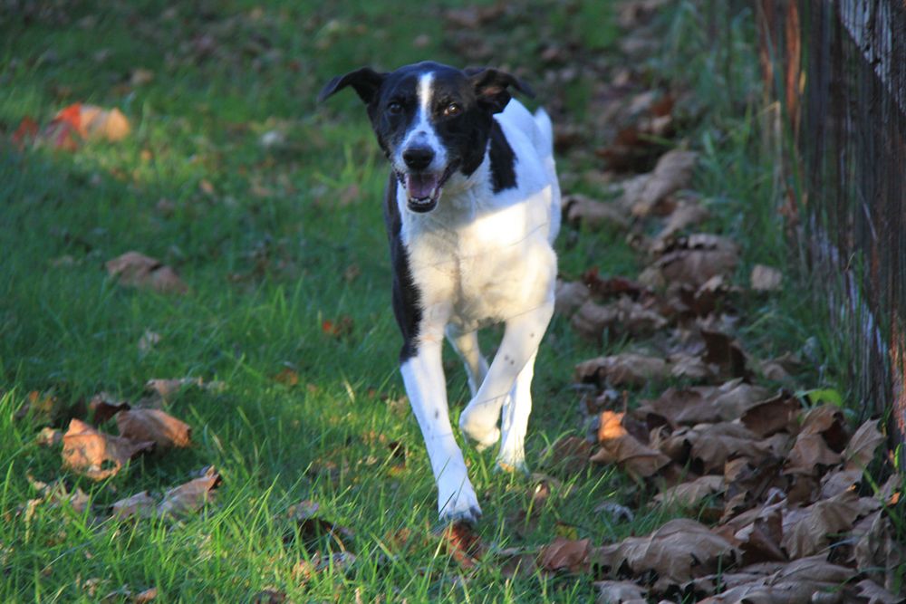 Black and white dog loping in yard