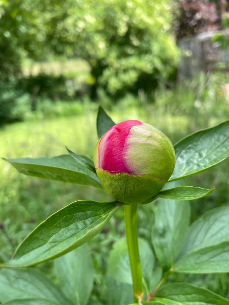 Geschlossene Blütenknospe einer Pfingstrose, kurz vorm Öffnen.
