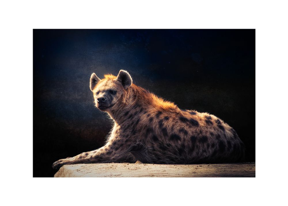 A spotted hyena, shown lying down and looking toward the camera. The lighting and background give it a dramatic, almost studio-portrait feel.