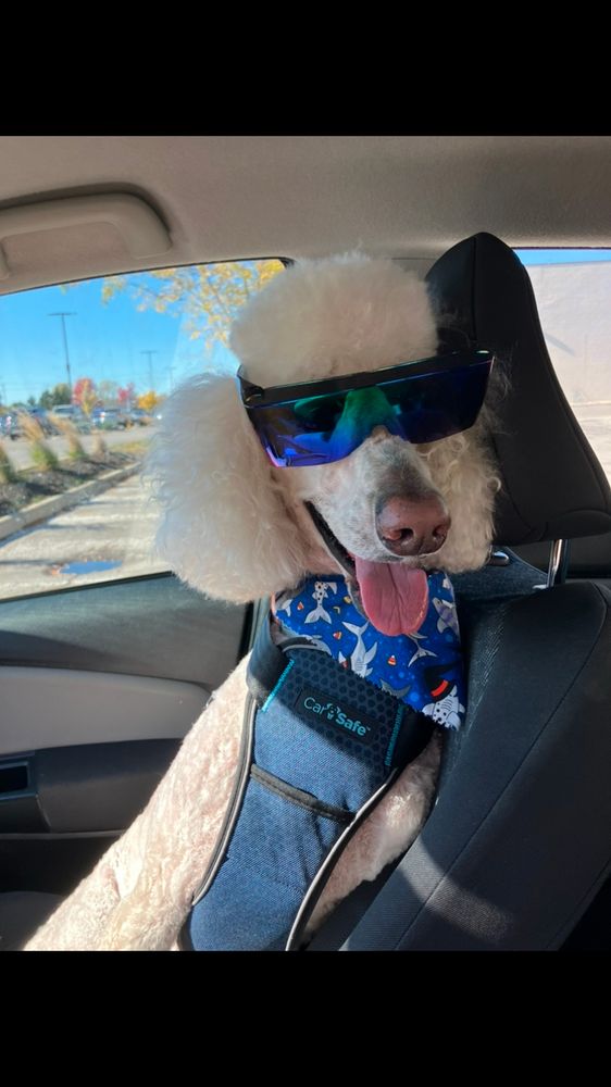 Poodle in seatbelt 