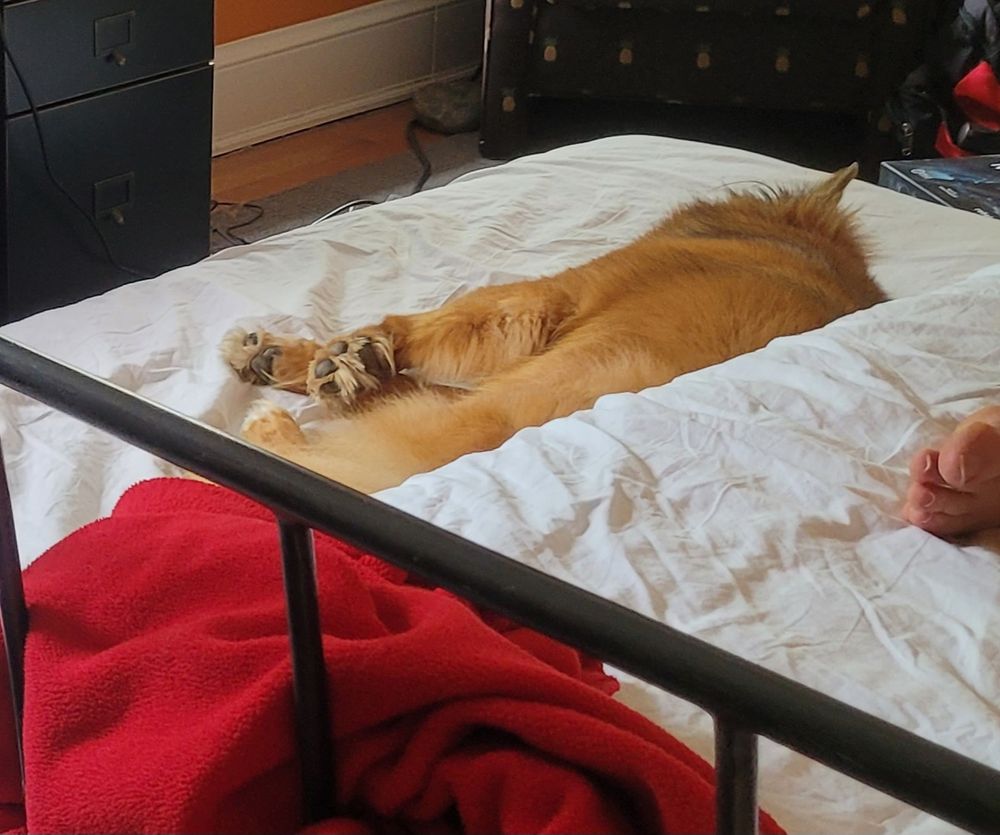 A fluffy brown dog is asleep on a trundle bed for a bed with a black metal frame occupied by someone whose toes are just barely visible.