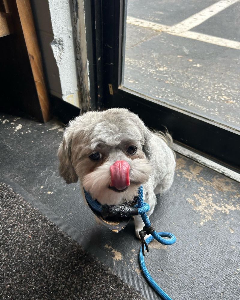 Oreo, freshly groomed, licks his own nose.  The tongue is pink.  The dog is white with gray, and shih tzu.  His leash is blue.  His mustache is excellent.