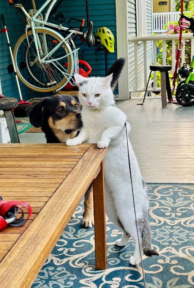 A white cat stands on two legs with his front paws on an outdoor coffee table. A black dog with brown eyebrows sniffs him. 