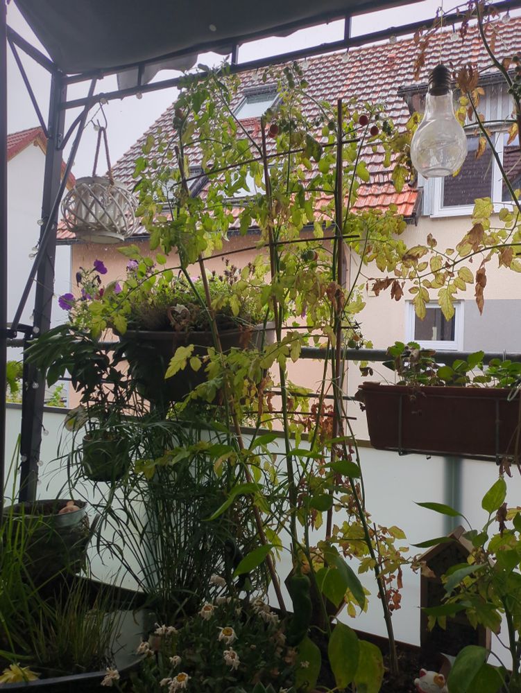 Blick vom Balkon durch einen Tomatenstrauch auf das verregnete Dach gegenüber