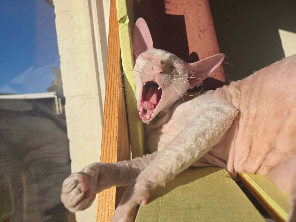 A pink hairless cat yawning with its eyes closed