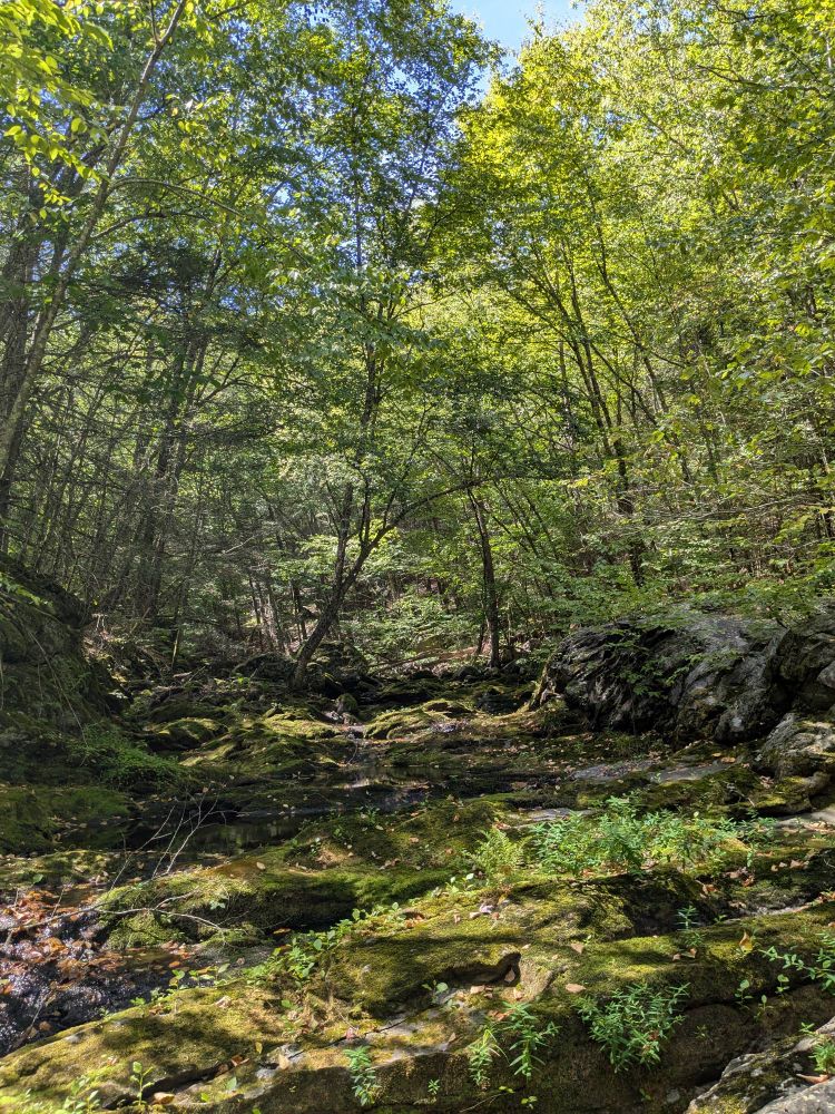 A New England forest