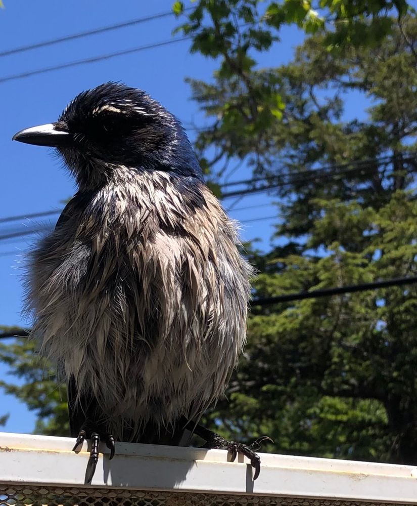 California scrubjay named Mr. Peanut looking spruce 