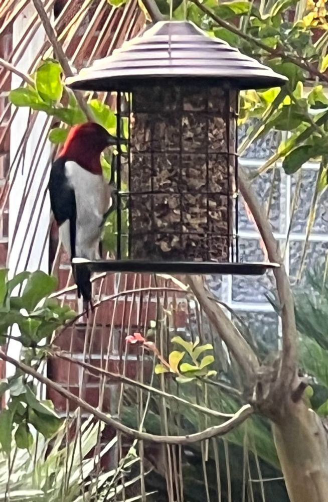 Redbird feeding at suet feeder