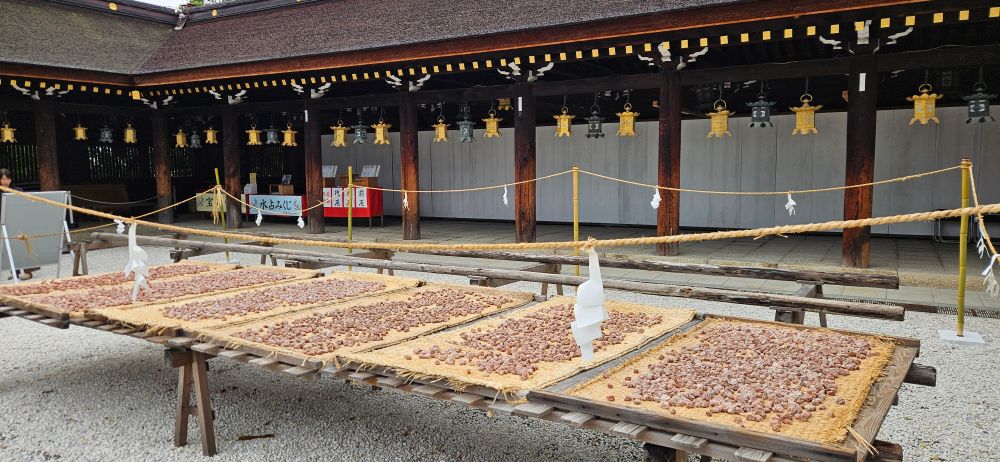 北野天満宮境内　梅の土用干し
Kitano-tenmangu shirne,Kyoto 