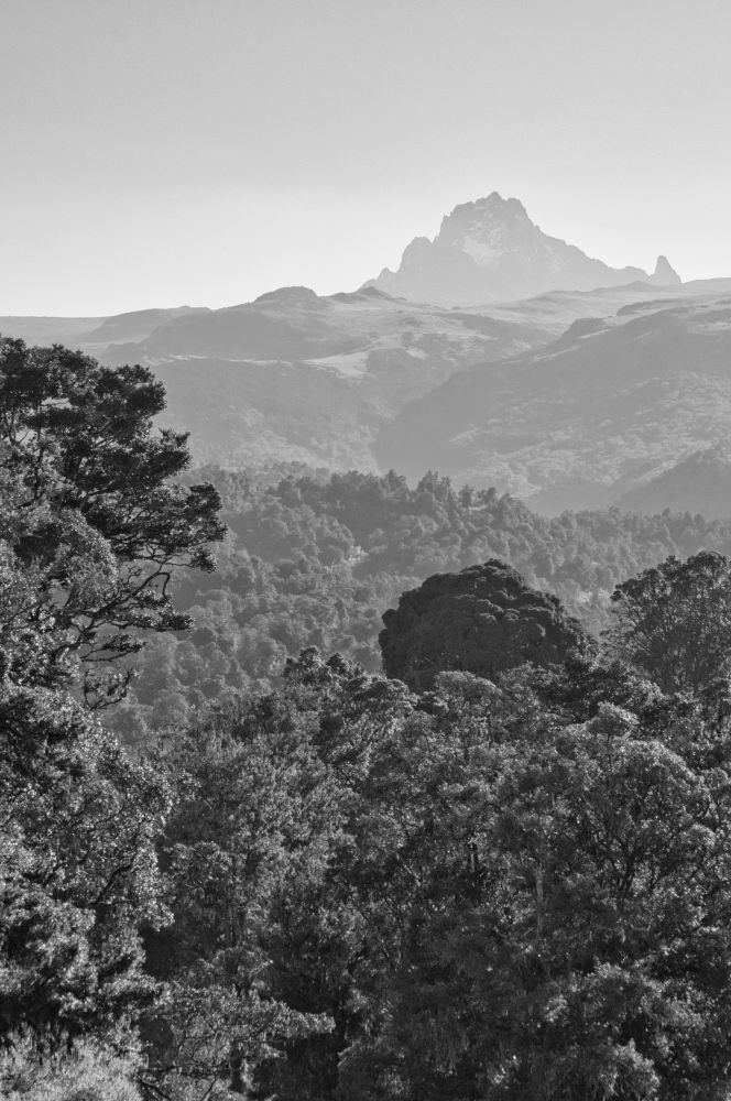 A black-and-white protrait format photo looking out from height over an equatorial forest. The foreground is full of trees, with rolling, forested valleys behind. In the background, at the top of the image, is a hazy mountain showing a jagged ridge-line. There are patches of snow on the mountain.